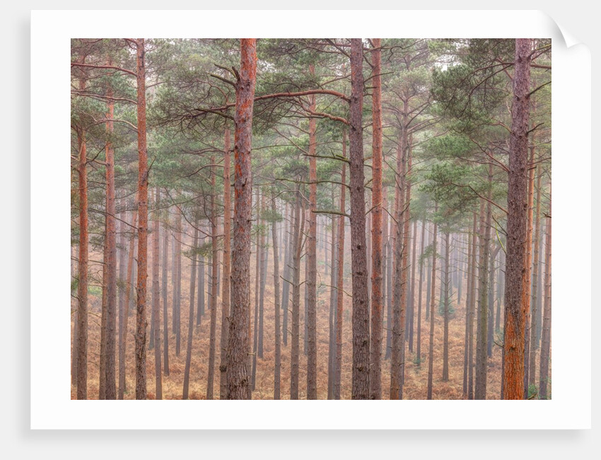Misty forest with tall trees by Assaf Frank